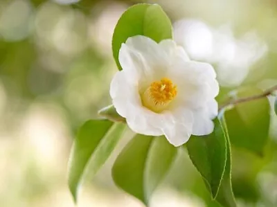 Tea Plant - Teepflanze - Camellia Sinensis - 3+ Seeds - Samen - E 301 • £3.11