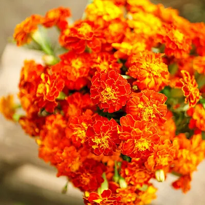 French Marigold BROCADE MIX Dwarf Beneficial To Gardens Non-GMO 100 Seeds • $3.98