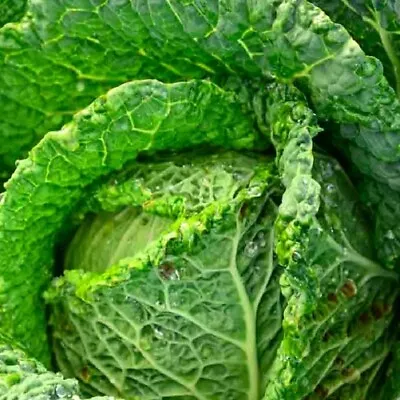 Savoy Perfection Cabbage Seeds | NON-GMO | Heirloom | Fresh Garden Seeds • $160