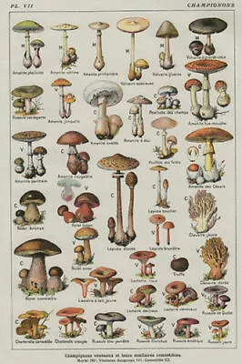 N-2 Mushroom Poster Chart Education Fungus Botany Wall Decor • $7.69