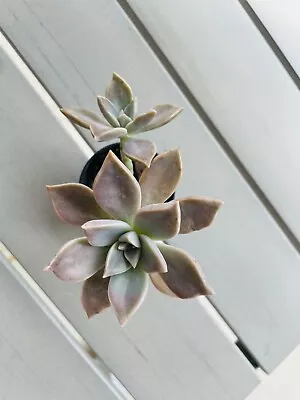 Graptopetalum  Ghost 60mm Pot • $7