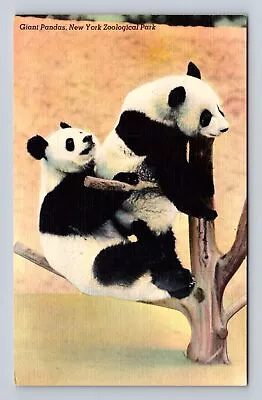 Animals - Giant Pandas New York Zoological Park Antique Vintage Postcard • $7.99