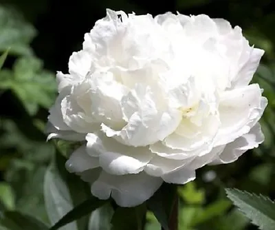 £3.87 • Buy 50+ White Cloud Double Peony Papaver / Self-Seeding Annual Flower Seeds