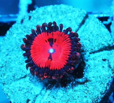 Blood Sucker Paly Zoanthids Paly Zoa SPS LPS Corals WYSIWYG • $4.99