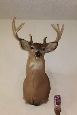 Whitetail Deer Head Shoulder Mount Taxidermy Cape Shed Antler Hunt Mule Rack • $255