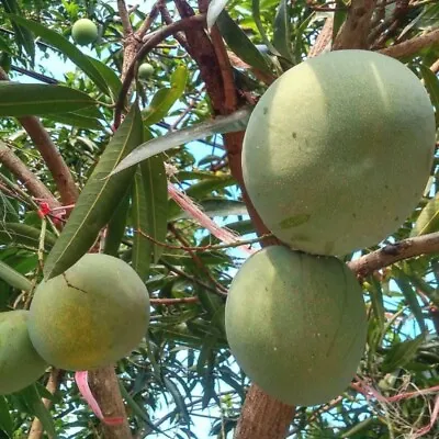 Big Coconut Mango Seeds (Mangifera Indica) Var. Coconut 20+ Seeds • $1000