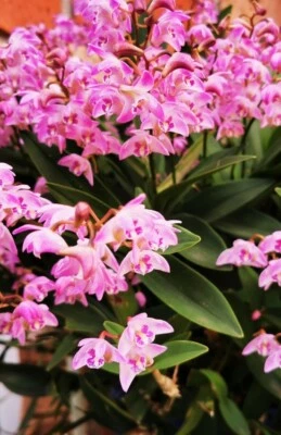 $12 • Buy Dendrobium Kingianum Pink Rock Orchid Plant Keikis
