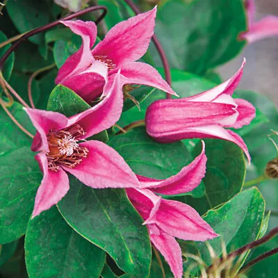 £5.75 • Buy Clematis Texensis Duchess Of Albany  In 8cm Pot