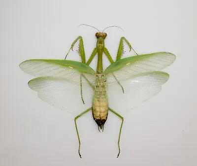 Mantidae - Mantis Sp - Tapah Hills Cameron Highland Malaysia (GM136-B) • $14.98