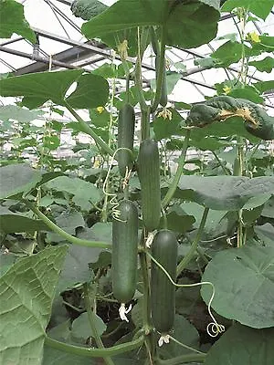 Organic Vegetable - Mini Cucumber Khassib RZ F1 - 100 Seeds - Bulk Pack • £85.19