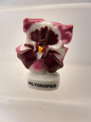 Porcelain Bean - MILTONIOPSIS • $1.62