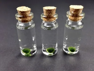 Mini Marimo Moss Ball Mini Bottle Glass Jar Terrarium  In A Bottle Mini Plant • $14.95