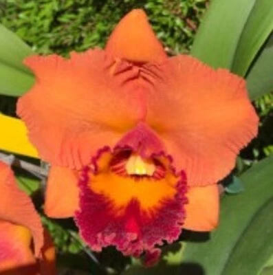 $17 • Buy  Cattleya Mericlone Seedling Plant.....Rlc.Burdekin Summit  Brightest Orange 