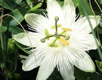 £8.95 • Buy Passiflora  Passion Flower Plant, White Flowers, Climbing Fruit Vine 9cm Pot