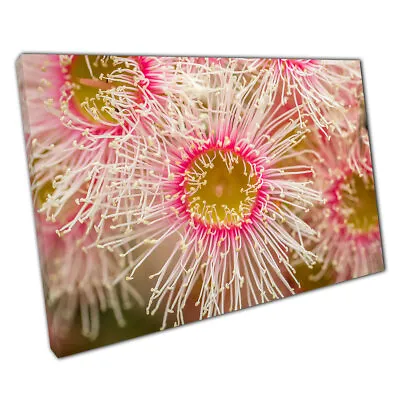 £8.98 • Buy Flowering Gum Tree In Australia Nature Floral Photography Print Canvas