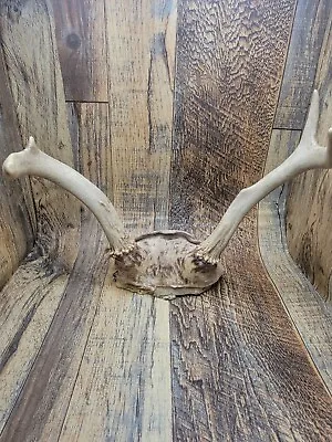 Whitetail Deer Rack Antlers Horns Taxidermy Hunting Archery 9x8x6 Split • $13.99