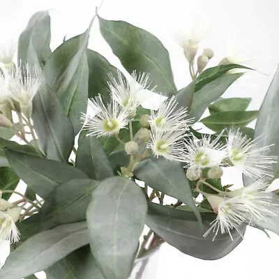 Eucalyptus Flower Gum In Cream Green 53cmH Australian Native Flowers Greenery • $12.60