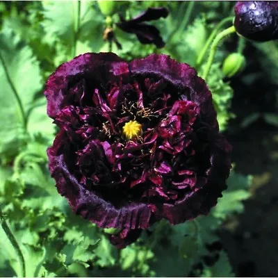 £1.65 • Buy Kings Seeds Poppy Papaver Black Peony 500 Seed 
