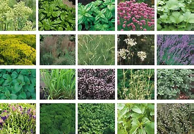 Fresh Herb Seeds - Basil Thyme Sage Chives Parsley Indoor Outdoor 50+ Varieties • £2.39