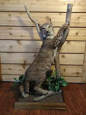 Bobcat Taxidermy Driftwood Floor Or Table  39  Tall 20  Wide • $675
