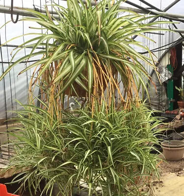 Variegated ￼ Spider Plant In Pot- House Plant • $11.99