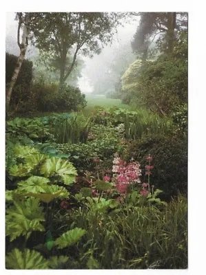 £1.49 • Buy Hidcote Manor Garden : In Early Morning With Candelabra Primula Within Garden