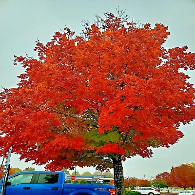 $6.89 • Buy *RED SUNSET* Japanese Maple (Acer Rubrum) Tree Seeds, Landscaping Or Bonsai