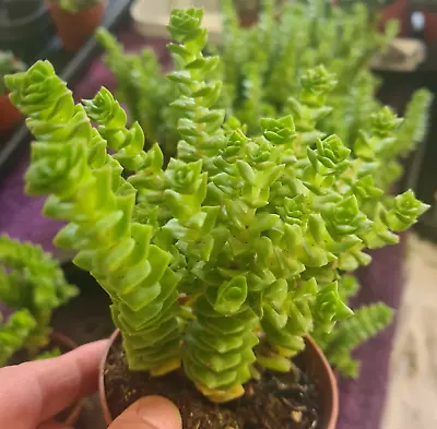 Crassula 'Green Pagoda' Collectable Rare Succulent Easy Care Houseplant • £10.95