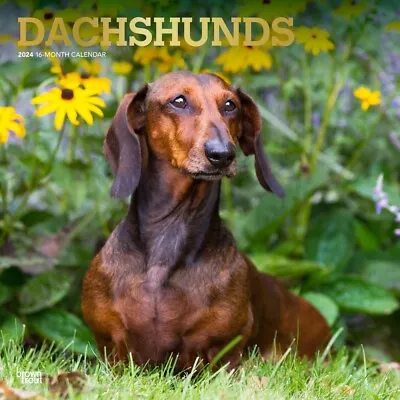 Dachshunds | 2024 12x24  Monthly Square Wall Calendar • £16.14