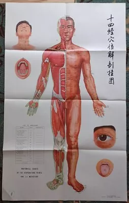 Ten (10) Chinese Anatomical Charts Of Acupuncture Points / VG • $35