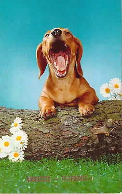 Vintage Dachshund Yawning Dog Puppy Postcard Unused • $1.49