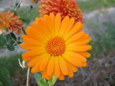 Pot Marigold Seeds Persimmon Calendula Officinalis Hardy Annual 120 To 1200 • £1.85