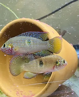 4 Pack Jewel Cichlids 2”+ Wild Caught Fresh Water Live Aquarium Fish • $16
