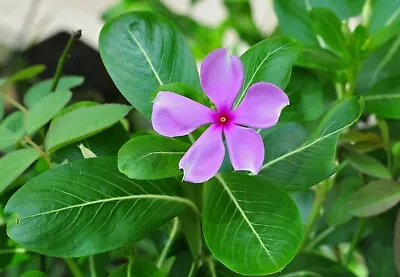 Catharanthus Roseus MADAGASCAR PERIWINKLE Or VINCA - Seeds! • $4.99