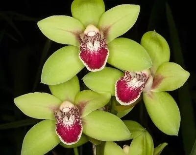 Early Flowering Cymbidium Orchid - Valentines Love  'Leanne' - 120mm Pot Size • $30