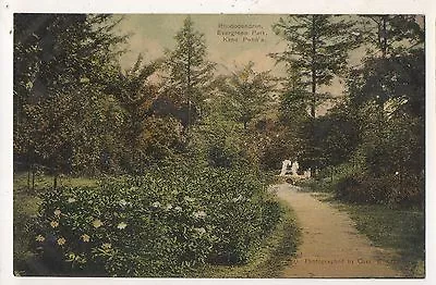 Rhododendron In Evergreen Park KANE PA Vintage McKean County Pennsylvania Postca • $4.99