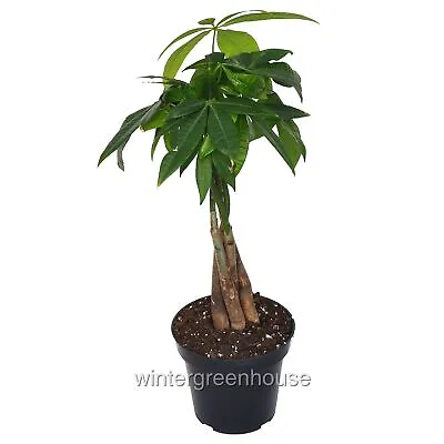 Pachira Aquatica Money Tree Braid • $28.24