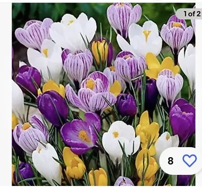 Beautiful Spring Mix  Of Giant Crocus Bulbs Blooming Yellow White Purple • $18.99