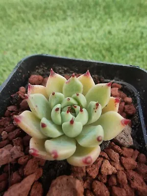 Echeveria Menchaca X Echeveria Agavoides Ebony  4cm Diameter Succulent • $9