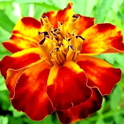 French Marigold 30 Seeds Spring Mix Flower Mosquito Insect Repellent Bees Usa • $3.49