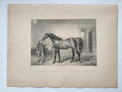 Vintage Antique Print 1888 Portraits Famous Racehorses Cotherstone Foaled 1840 • £16