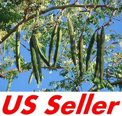 $6.99 • Buy 10 Seeds T80.4, Moringa Tree Seeds, Drumstick Tree Seeds, Tree Of Life Seeds