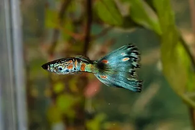 Fancy Guppies ( Multi Delta And Blue Moscow Mix) 40 Fry • $44.99