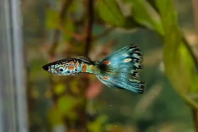 Fancy Guppies ( Multi Delta And Blue Moscow Mix) 60 Fry • $55.99