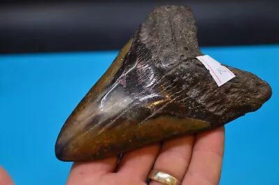 #25  BIG BEAUTIFUL 5.1  MEGALODON SHARK Tooth RIVER FOUND GREAT COLOURS • £145