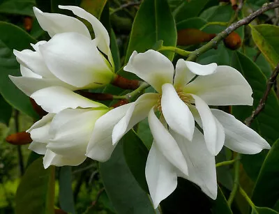 Michelia Excelsa Tree The Temple Magnolia Doltsopa 10 Seeds Very Fragrant • $4.50