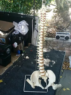 Human Spine Model Doctors Back Or Spine Model • $99.99