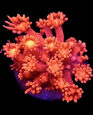 Blood Orange Goniopora Frag /lps/ Frag/coral/marine • £42.99