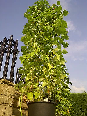 £39 • Buy Circular Plant Support Rectangular Trellis System Climbing Mesh Climber Obelisk 