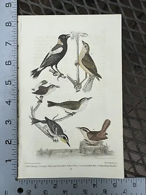 Wilson American Ornithology Orig 1832 Hand Colored Rice Bunting Red Flycatcher • $20